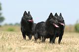 SCHIPPERKE 151